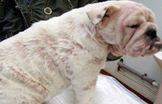 Алопеции и пиодермия: диффузное распространение